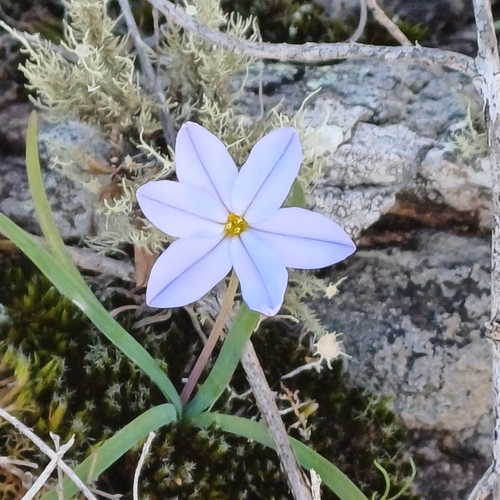 Spring starflower