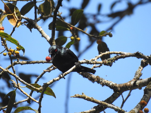 Short-tailed Starling