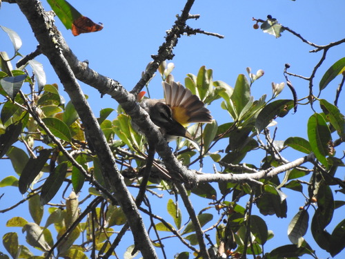 Yellow-vented Bulbul