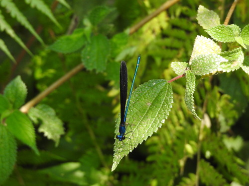 Nila Flashwing