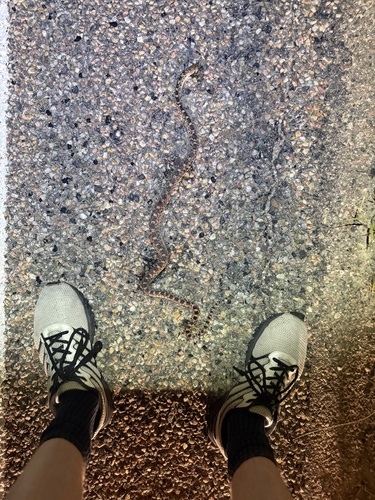 Bullsnake