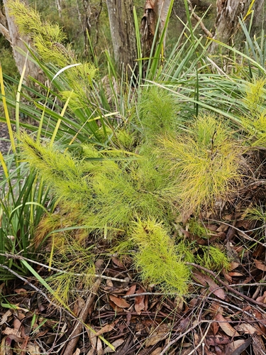 foxtails