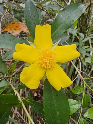 Climbing Guinea flower