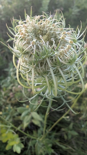 wild carrot