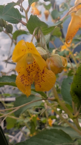 common jewelweed