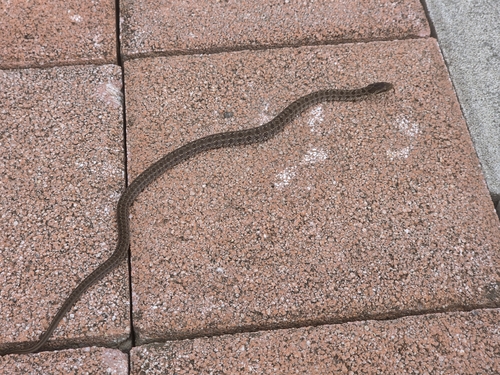Steppe Ratsnake