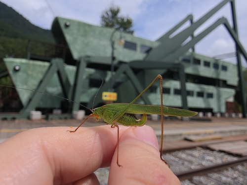 Black-footed Bush-cricket