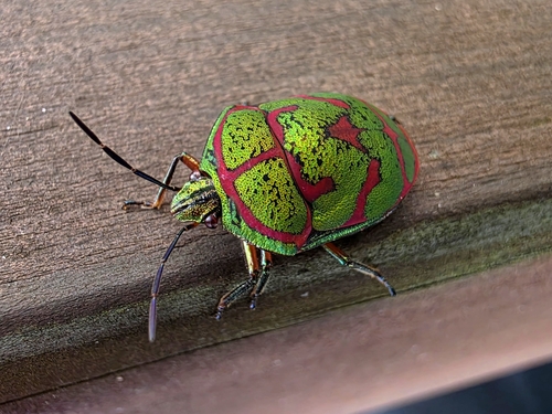 Clown Stink Bug
