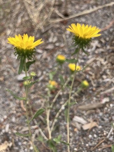 iNaturalist observation photo of Great Valley gumweed