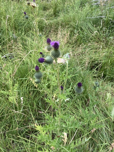 iNaturalist observation photo of Bull Thistle