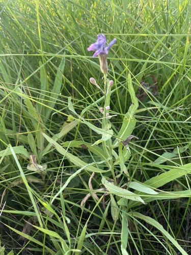 common blue lettuce