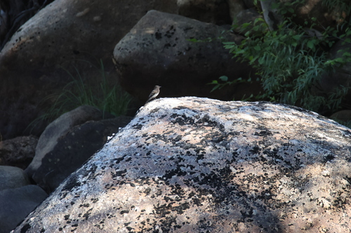 iNaturalist observation photo of Black Phoebe