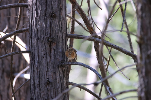 iNaturalist observation photo of American Robin