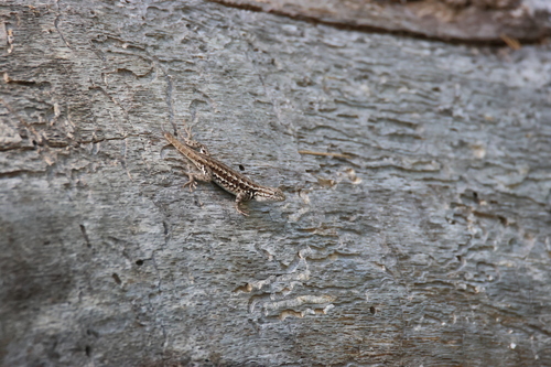 iNaturalist observation photo of Common Sagebrush Lizard