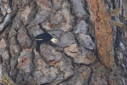 iNaturalist observation photo of White-headed Woodpecker