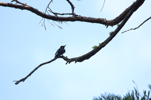 iNaturalist observation photo of Acorn Woodpecker
