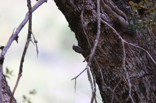 iNaturalist observation photo of Brown Creeper