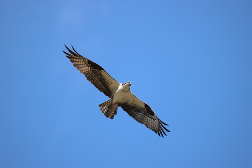 iNaturalist observation photo of Osprey
