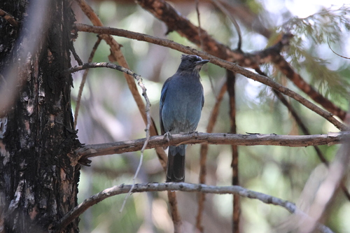iNaturalist observation photo of Steller's Jay