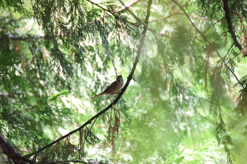 iNaturalist observation photo of Song Sparrow