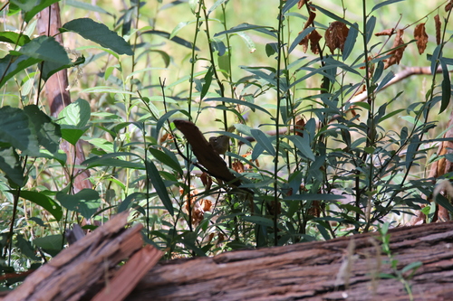 iNaturalist observation photo of MacGillivray's Warbler