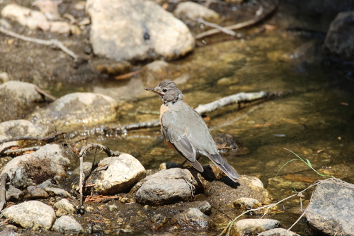 iNaturalist observation photo of American Robin