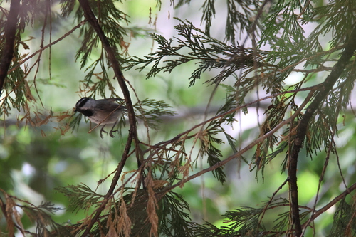 iNaturalist observation photo of Mountain Chickadee