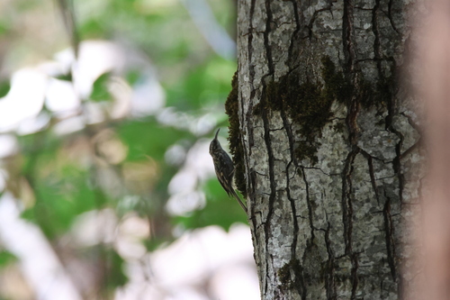 iNaturalist observation photo of Brown Creeper