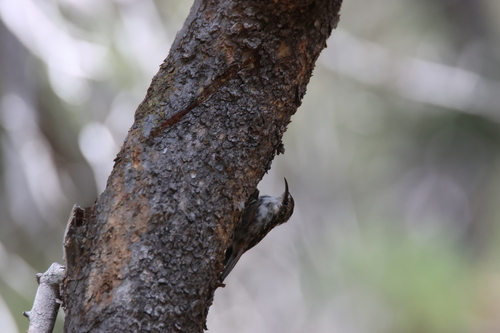 iNaturalist observation photo of Brown Creeper