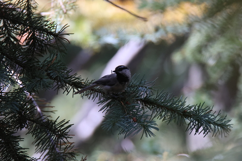 iNaturalist observation photo of Mountain Chickadee
