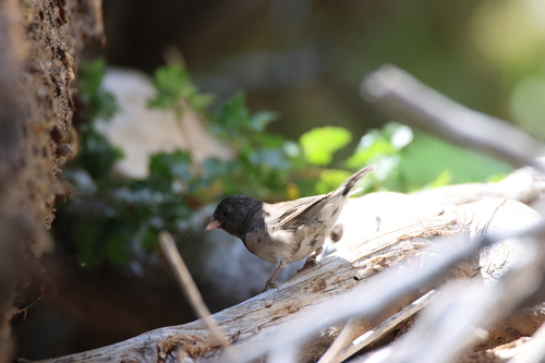 iNaturalist observation photo of Dark-eyed Junco