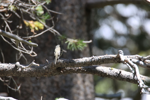 iNaturalist observation photo of Dusky Flycatcher