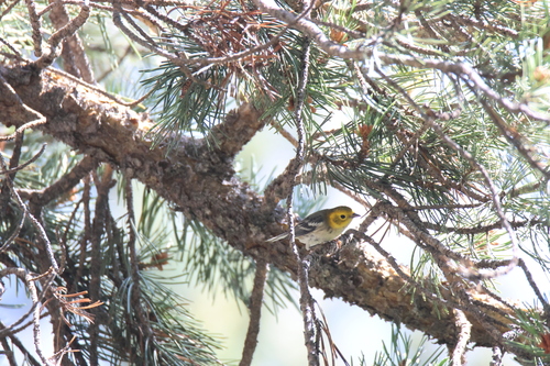 iNaturalist observation photo of Hermit Warbler