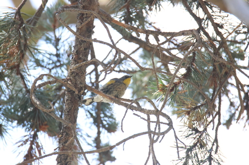 iNaturalist observation photo of Audubon's Warbler