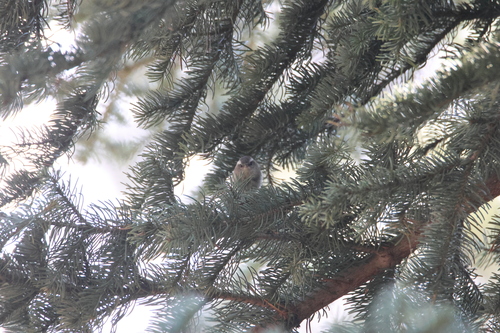 iNaturalist observation photo of Golden-crowned Kinglet