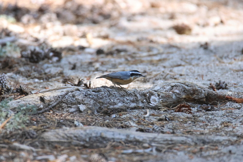 iNaturalist observation photo of Red-breasted Nuthatch