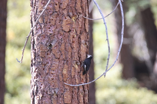 iNaturalist observation photo of White-headed Woodpecker