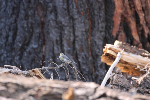 iNaturalist observation photo of Audubon's Warbler