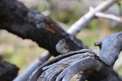iNaturalist observation photo of Chipping Sparrow