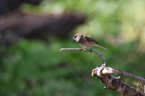 iNaturalist observation photo of Dark-eyed Junco