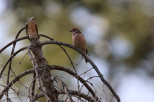 iNaturalist observation photo of Cassin's Finch