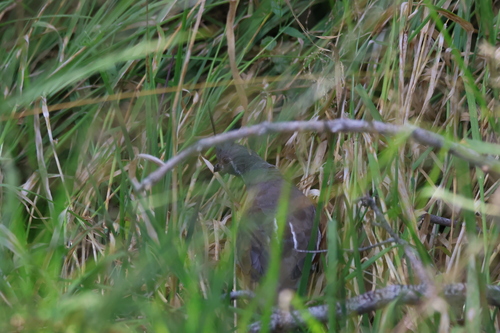 iNaturalist observation photo of Mountain Quail