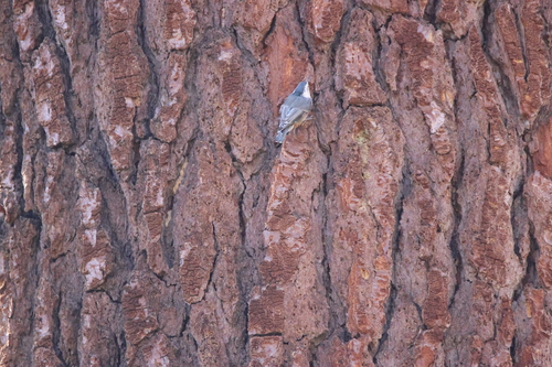 iNaturalist observation photo of White-breasted Nuthatch