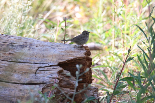 iNaturalist observation photo of Lincoln's Sparrow
