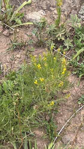 Parry's Goldenbush