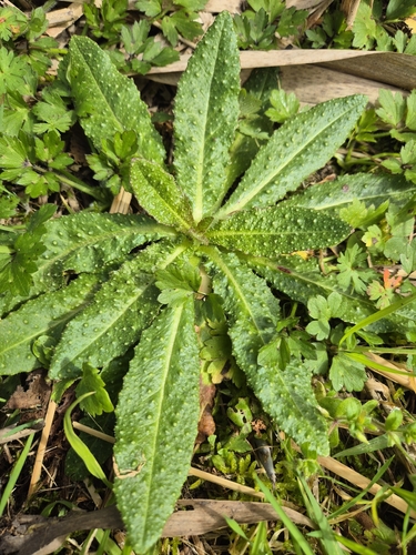 bristly oxtongue