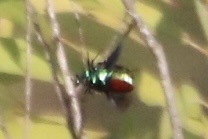 iNaturalist observation photo of Figeater Beetle