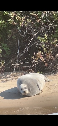 Bearded Seal