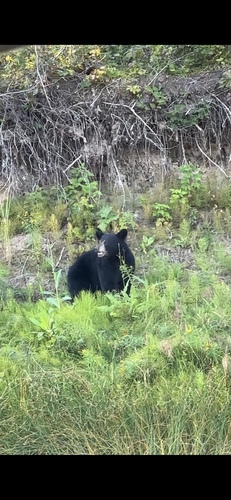 Black Bear sighting near Sawpit Island