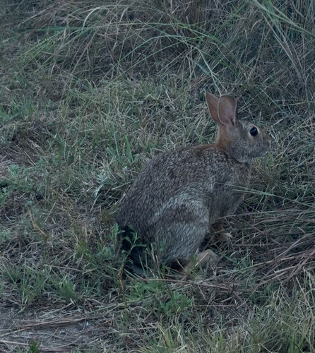 Eastern Cottontail